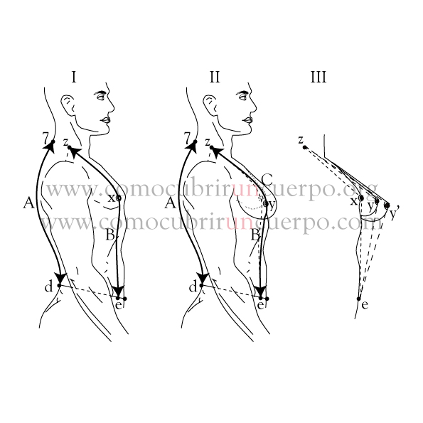 desarrollo de pecho development of the breasts dÃ©veloppement de poitrine sviluppo di petto